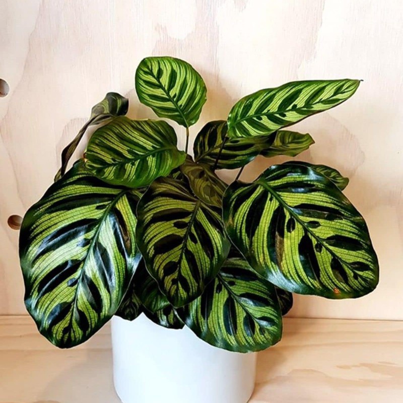 Calathea Makyona